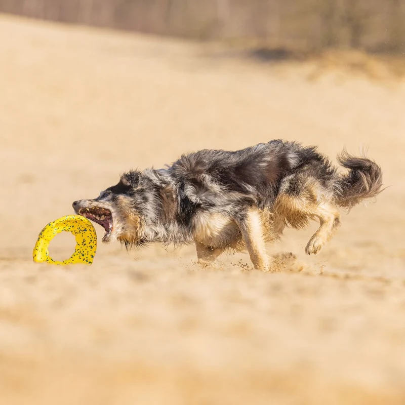 Beeztees Fetch Wurfscheibe - Wasserspielzeug Apportierspielzeug Hundespielzeug