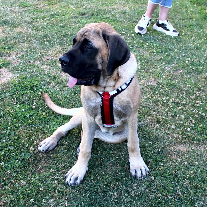 Nobby Y-Geschirr DAILY WALK COMFORT - Hundegeschirr Komfortgeschirr reflektiert