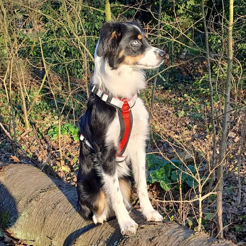 Nobby Y-Geschirr DAILY WALK COMFORT - Hundegeschirr Komfortgeschirr reflektiert