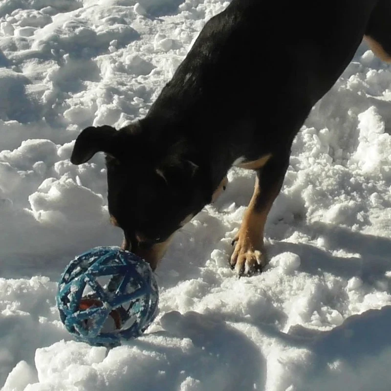 Nobby Vollgummispielzeug Gitterball - 9 cm - Snackspielzeug Ball Gummiball