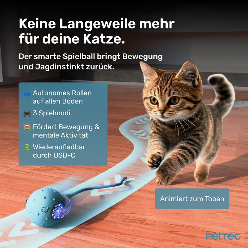 Katzenspielzeug - Erstausstattungsset