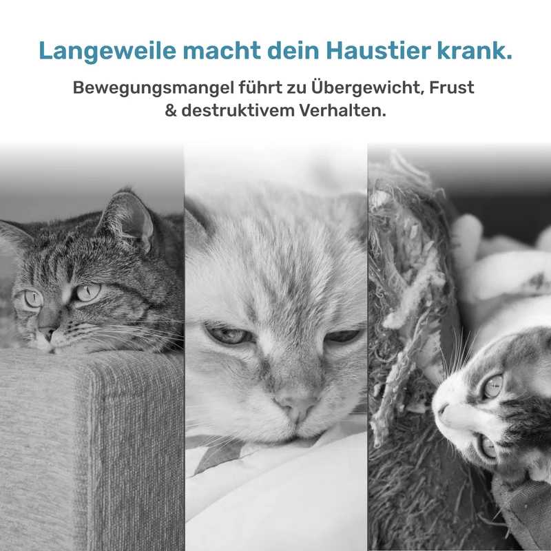 Katzenspielzeug - Erstausstattungsset