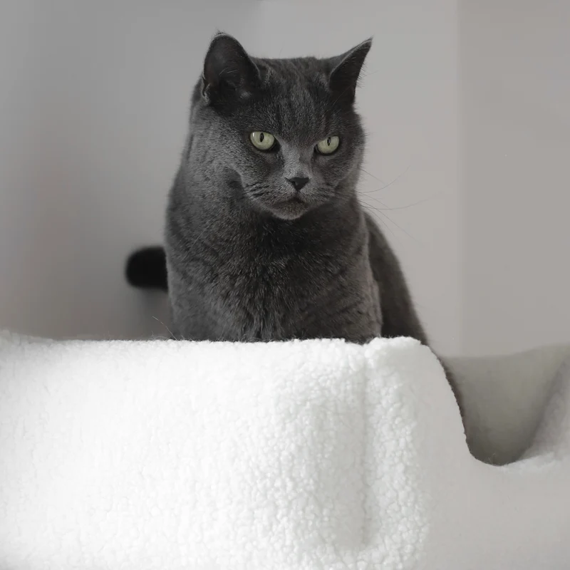 TEDDY - Körbchen für Katzen
