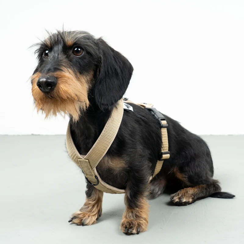 Hundegeschirr Dackel | Sand