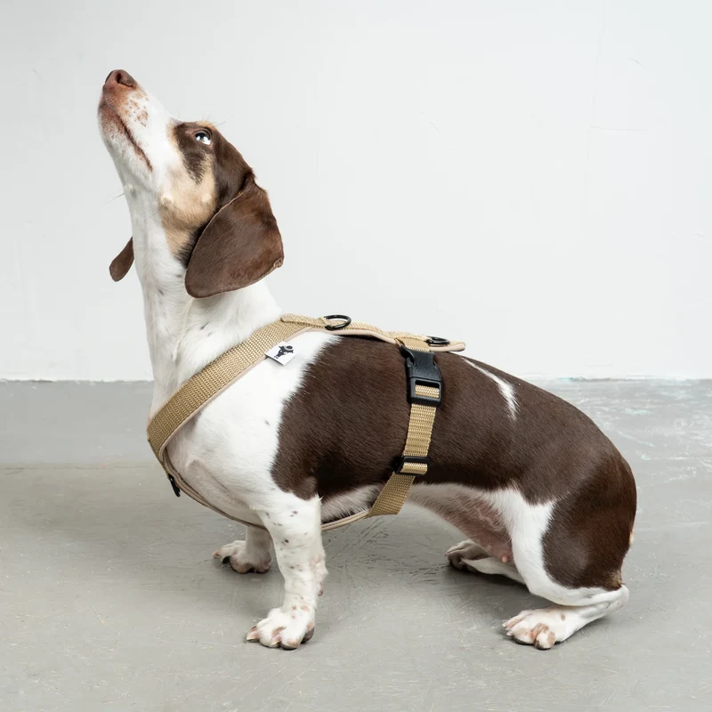 Hundegeschirr Dackel | Sand