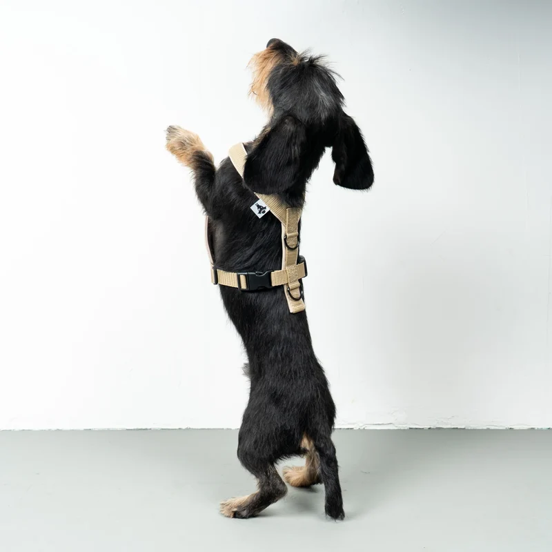 Hundegeschirr Dackel | Sand
