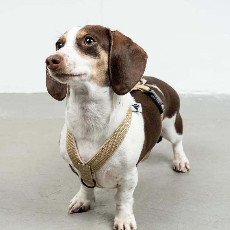 Hundegeschirr Dackel | Sand