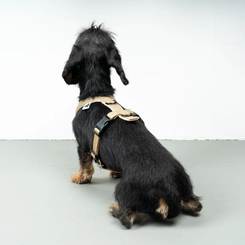 Hundegeschirr Dackel | Sand