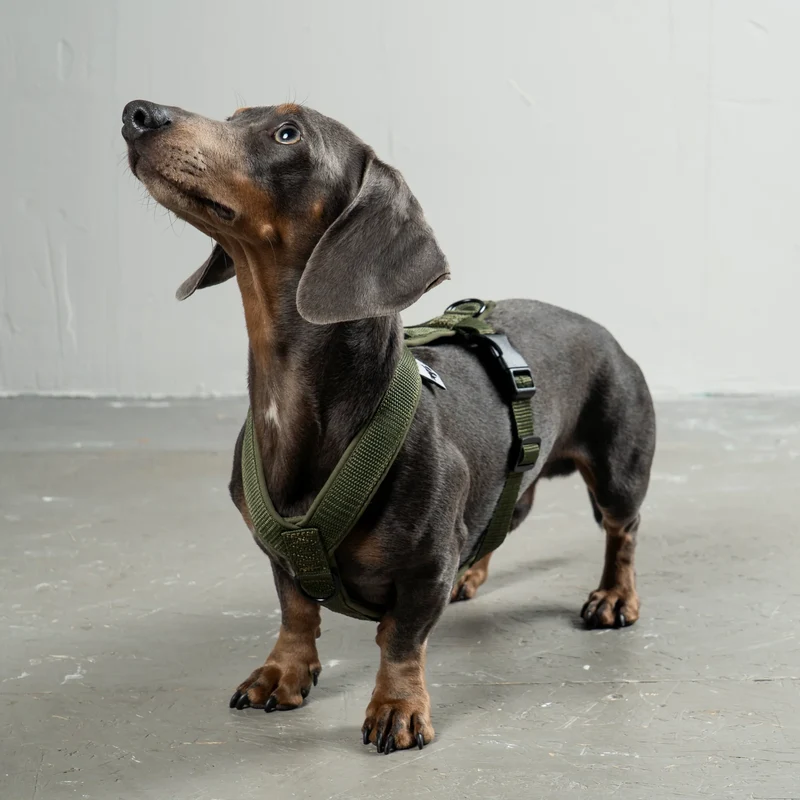 Hundegeschirr Dackel | Dark Olive