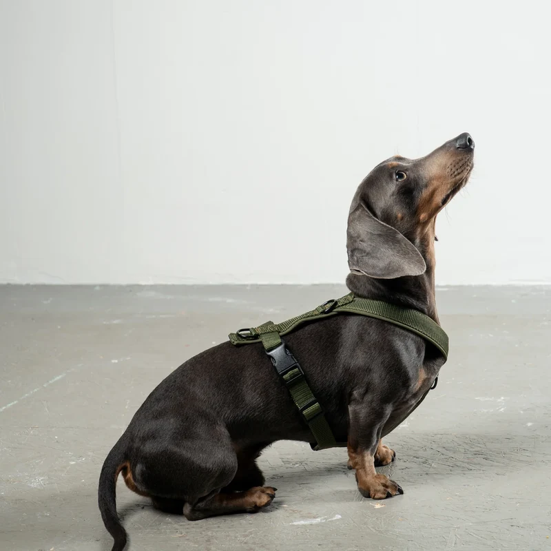 Hundegeschirr Dackel | Dark Olive