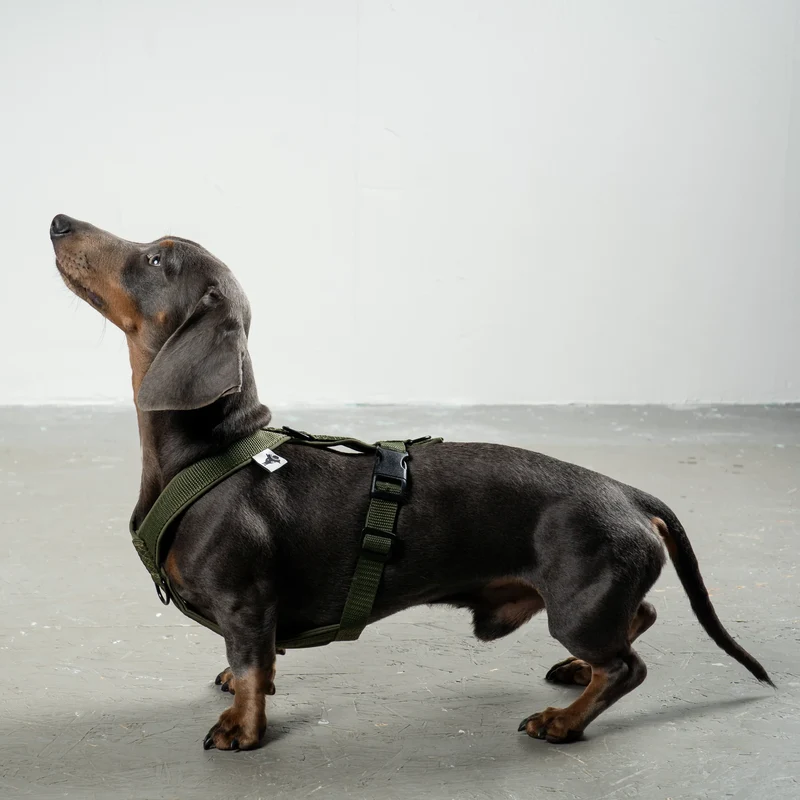 Hundegeschirr Dackel | Dark Olive