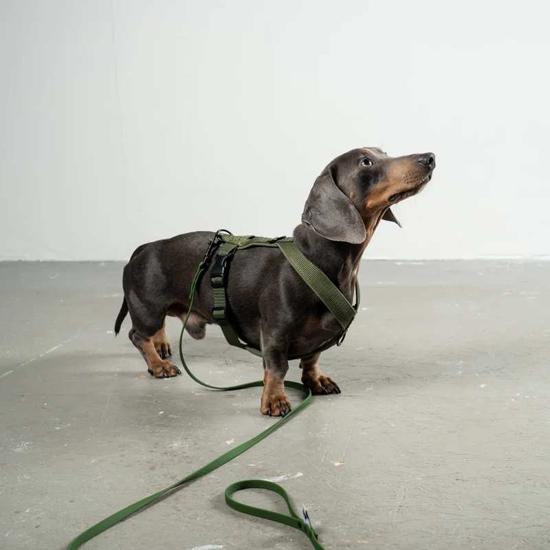 Hundegeschirr Dackel | Dark Olive