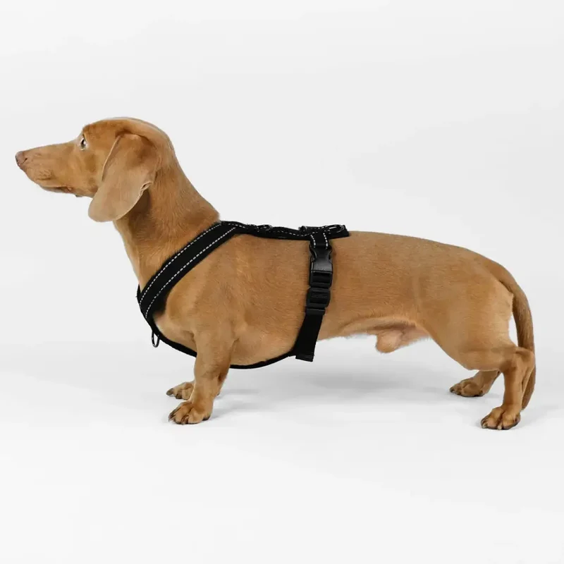 Hundegeschirr Dackel | (alte Variante)