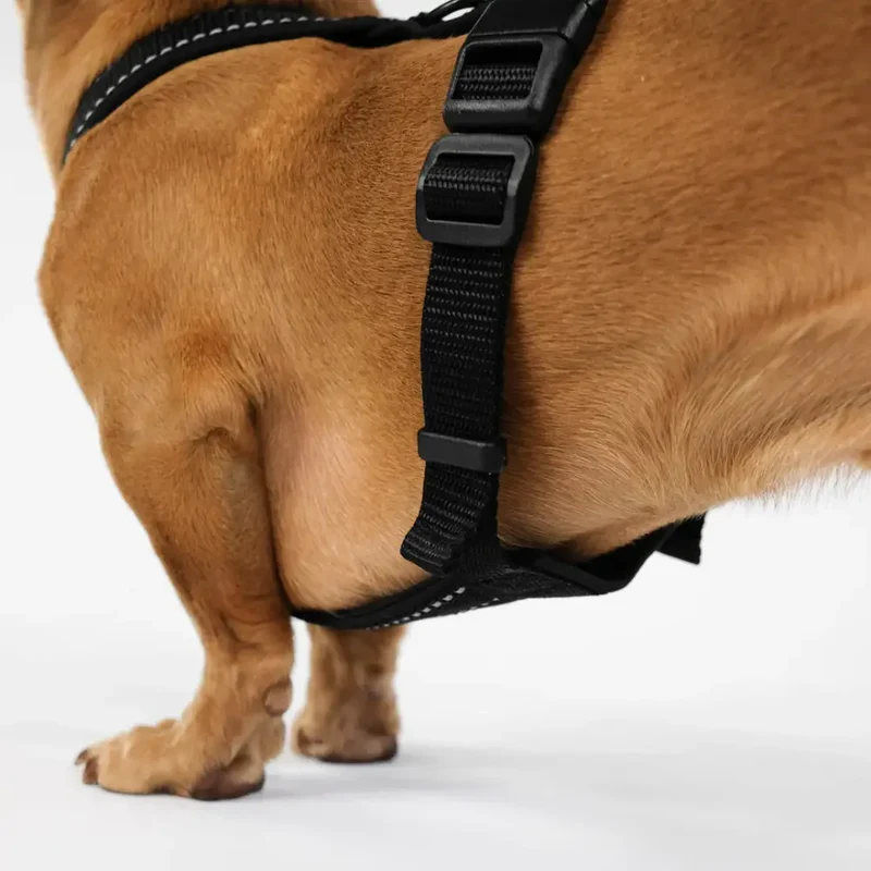 Hundegeschirr Dackel | (alte Variante)