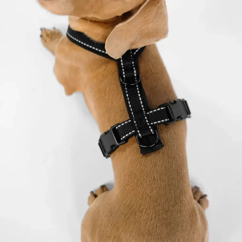 Hundegeschirr Dackel | (alte Variante)