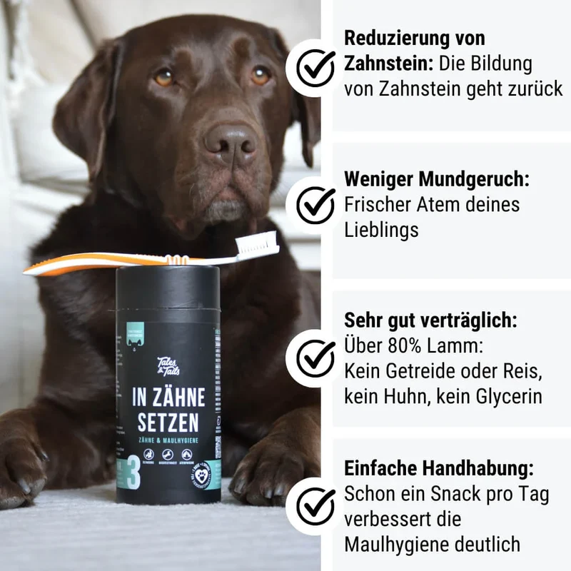 Zahnpflege Snack | In Zähne setzen
