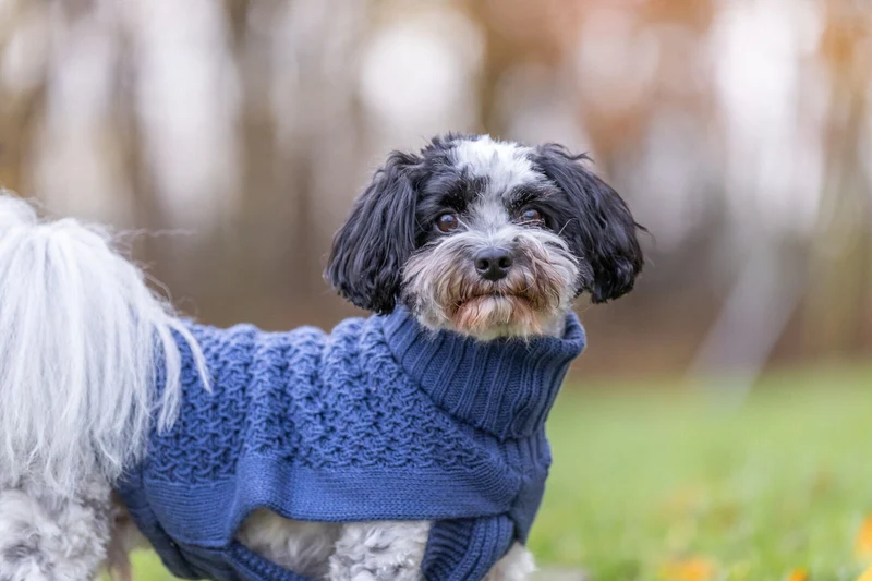 Pullover Norwood