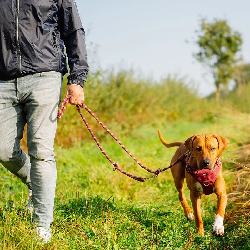Nobby Geschirr SPORTY - Canvas/Neopren - reflektiert - Hundegeschirr Komfortgeschirr