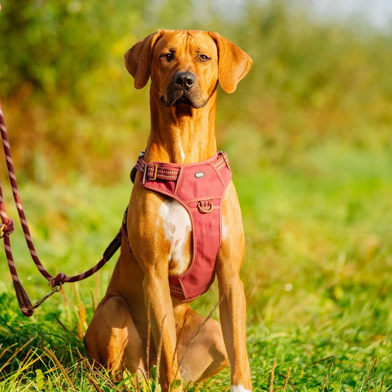 Nobby Geschirr SPORTY - Canvas/Neopren - reflektiert - Hundegeschirr Komfortgeschirr