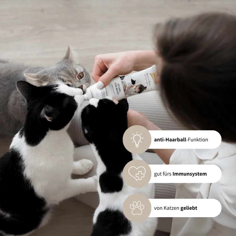 SCHLECK SET