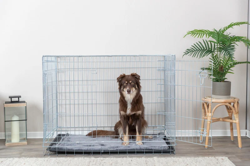 Hundebox Home
