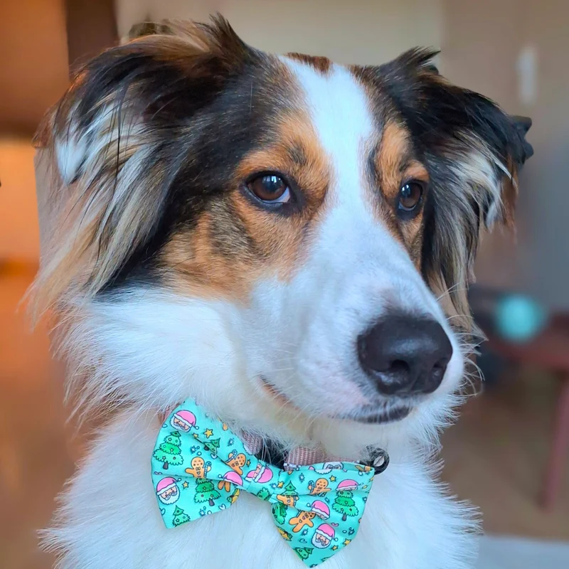 Weihnachtsfliege für Hunde | Jolly Santa