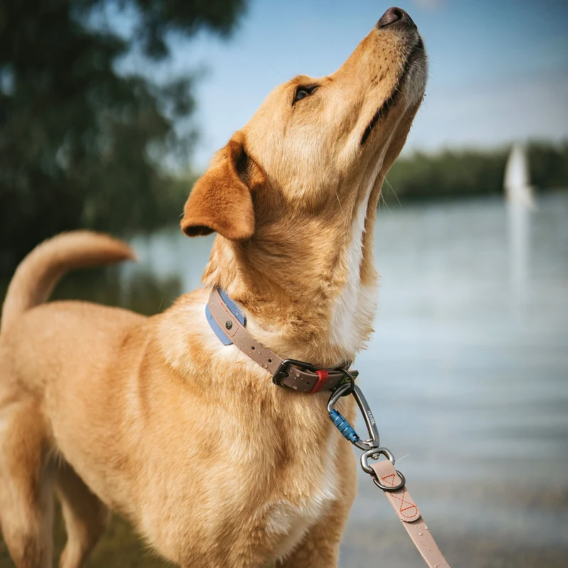 Verstellbare Führleine Havanna