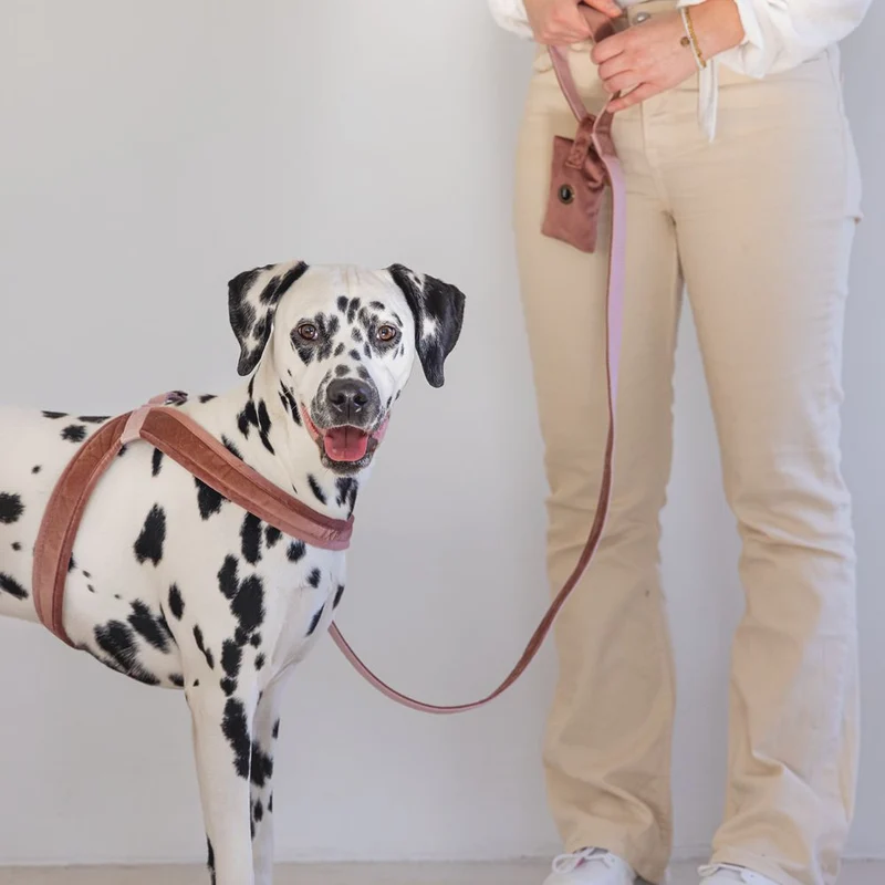 Designed by Lotte Geschirr VELURA - XXS/XS/S/M/L - Hundegeschirr Brustgeschirr