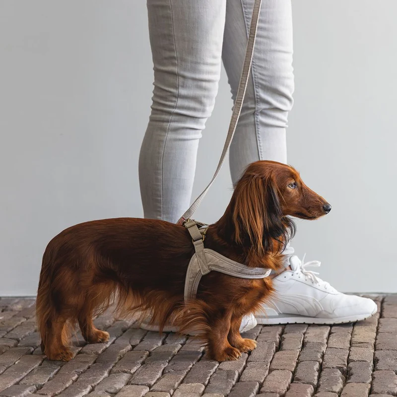 Designed by Lotte Geschirr VELURA - XXS/XS/S/M/L - Hundegeschirr Brustgeschirr