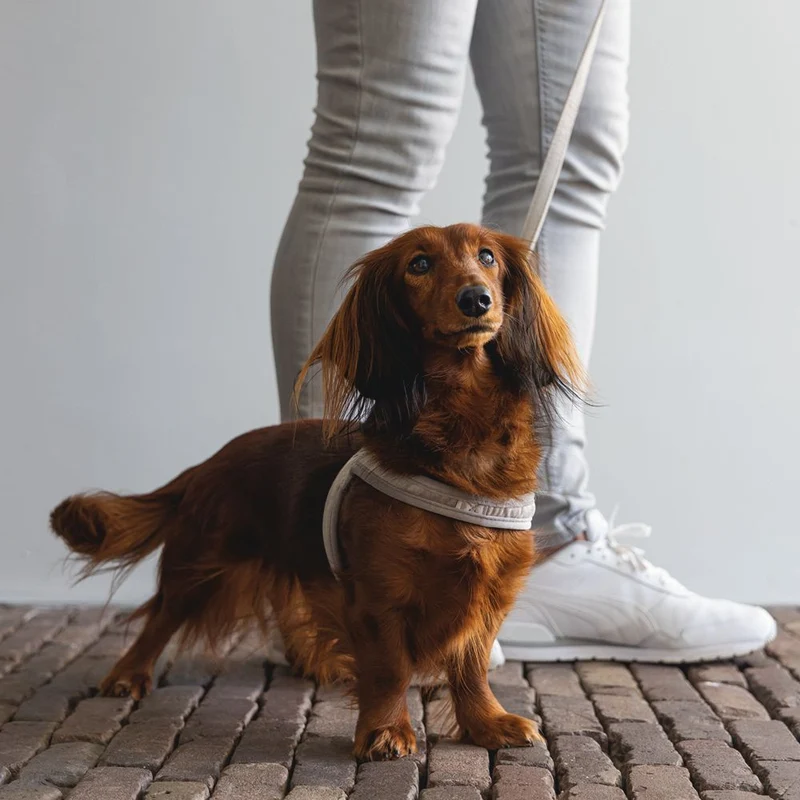 Designed by Lotte Geschirr VELURA - XXS/XS/S/M/L - Hundegeschirr Brustgeschirr