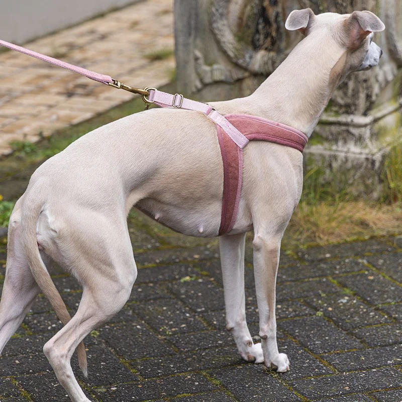 Designed by Lotte Geschirr VELURA - XXS/XS/S/M/L - Hundegeschirr Brustgeschirr