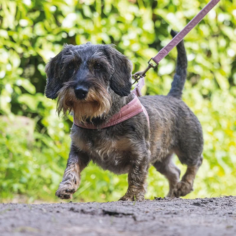 Designed by Lotte Geschirr VELURA - XXS/XS/S/M/L - Hundegeschirr Brustgeschirr