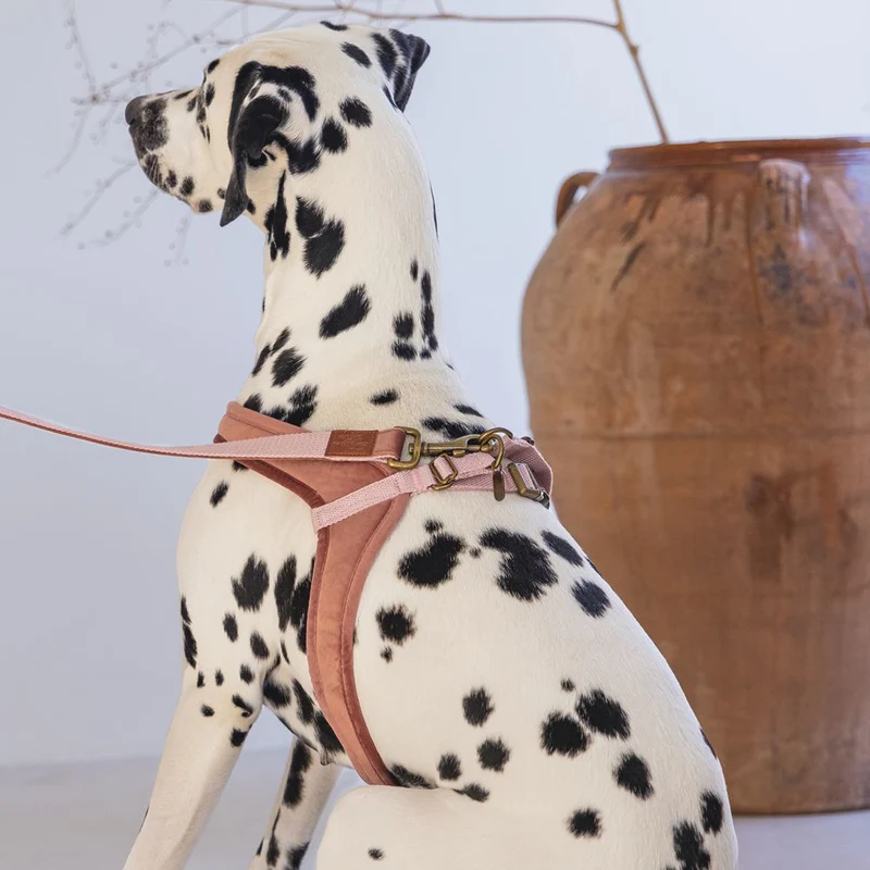 Designed by Lotte Geschirr VELURA - XXS/XS/S/M/L - Hundegeschirr Brustgeschirr