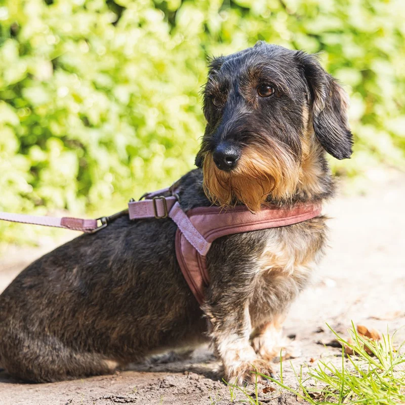 Designed by Lotte Geschirr VELURA - XXS/XS/S/M/L - Hundegeschirr Brustgeschirr