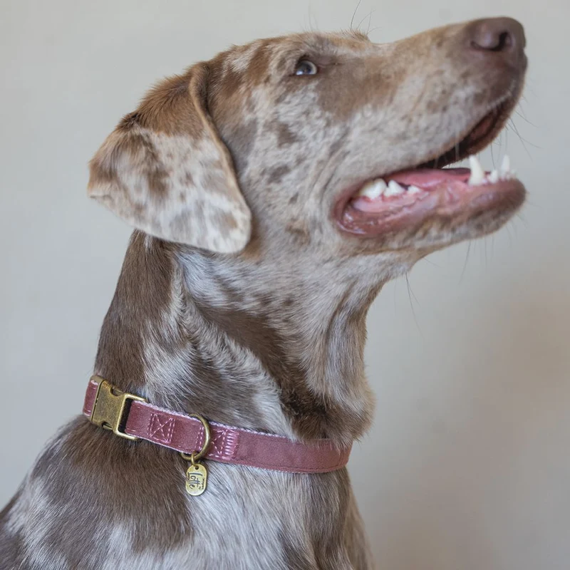 Designed by Lotte Halsband VELURA - XS/S/M/L - grau/grün/rosa - Hundehalsband