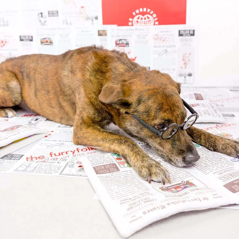 Hundespielzeug, Newspaper
