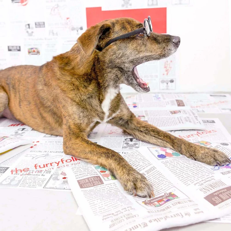 Hundespielzeug, Newspaper