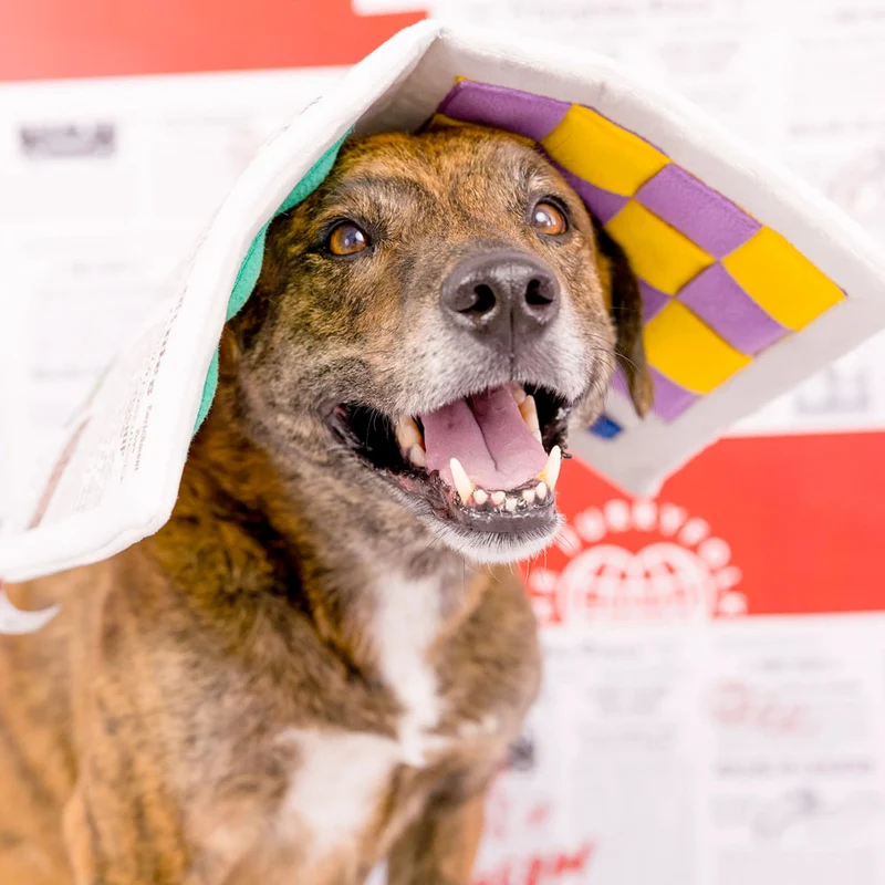 Hundespielzeug, Newspaper