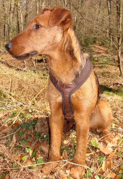 Hundegeschirr Follow Light XS - M | Braun