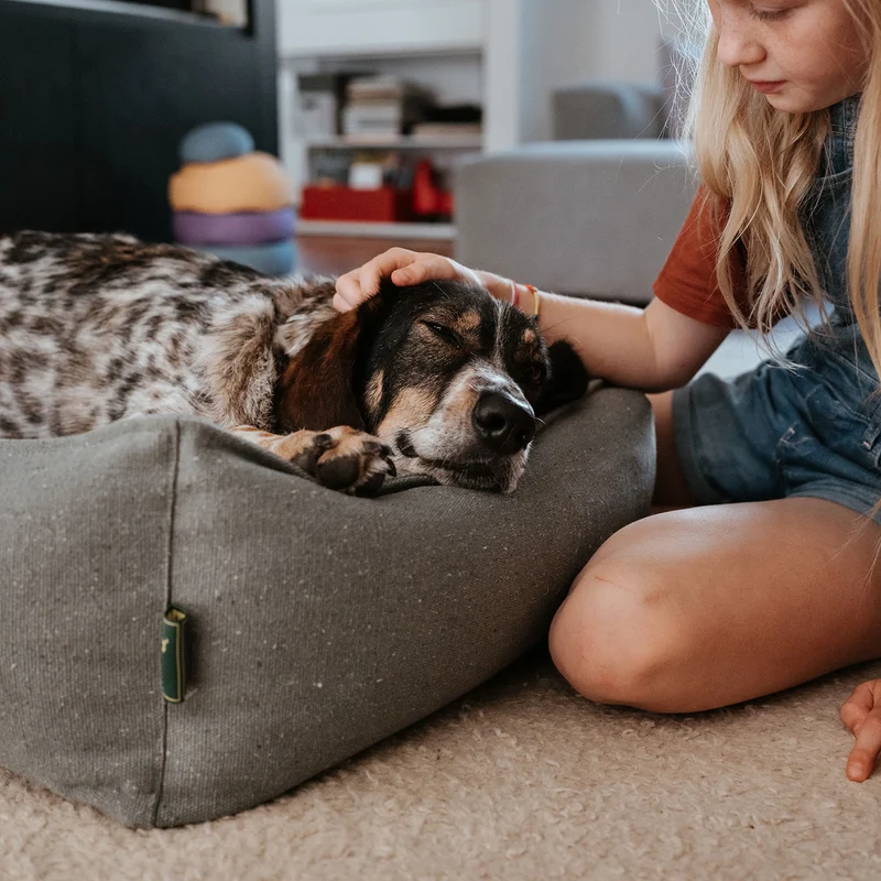 Recycling Hundesofa Belluno