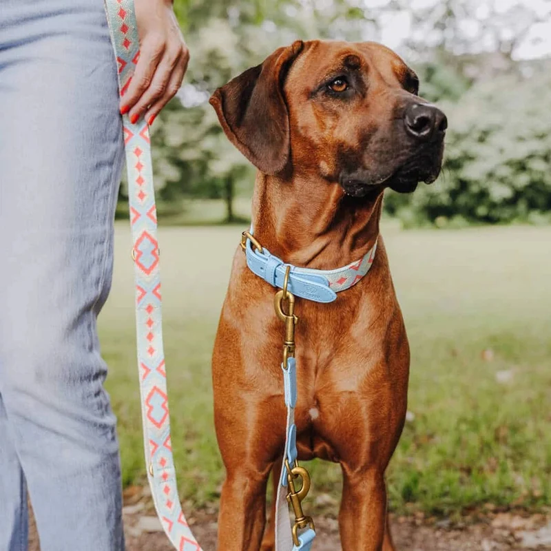 Hundehalsband, Coral/Blau