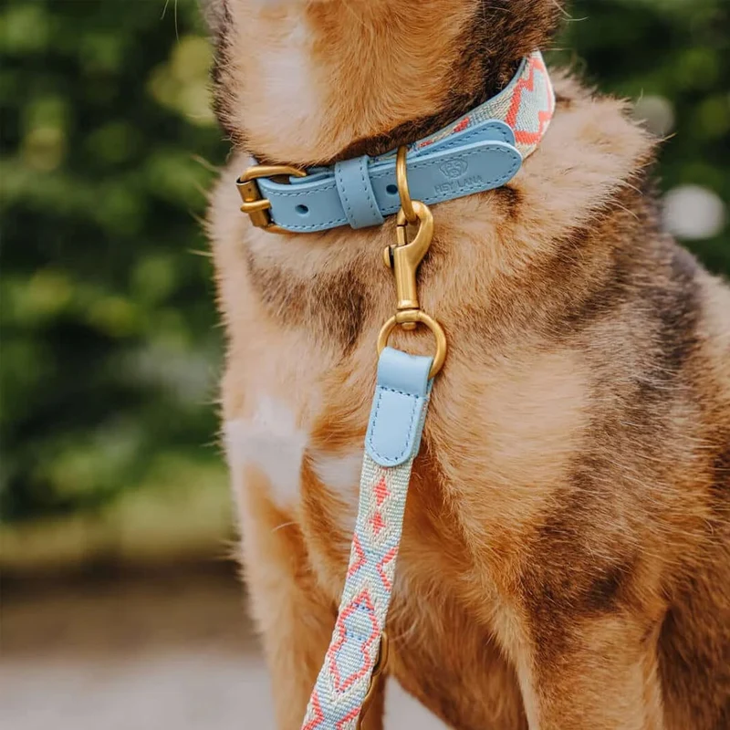 Hundehalsband, Coral/Blau