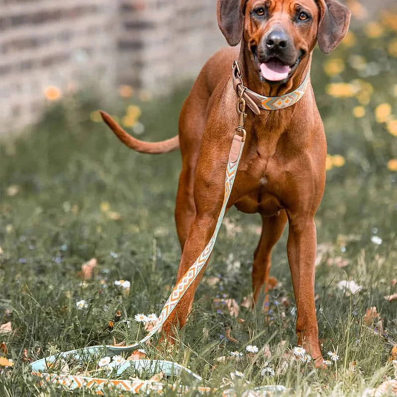Hundehalsband, Mint/Orange