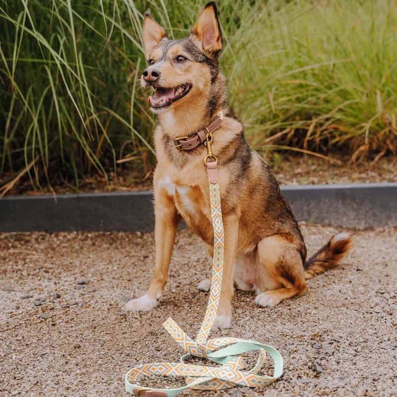 Hundehalsband, Mint/Orange