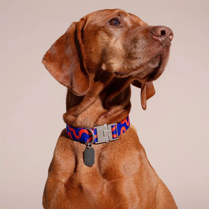 Hundehalsband, Rocky Electric
