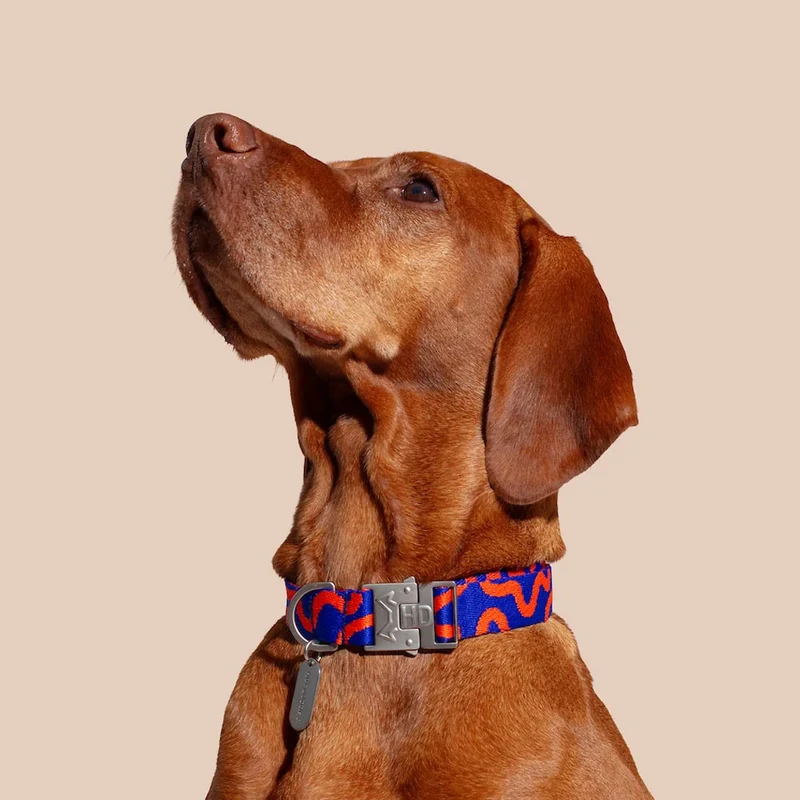 Hundehalsband, Rocky Electric