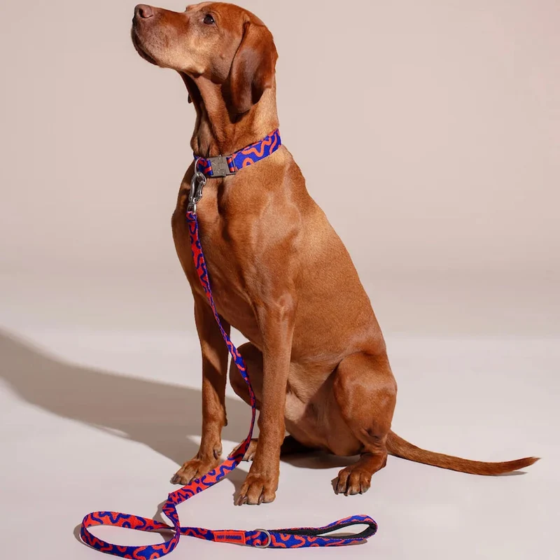 Hundehalsband, Rocky Electric