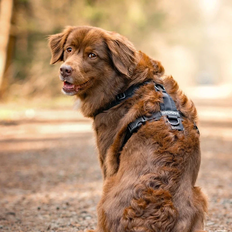 Hundegeschirr gepolstert | Beige