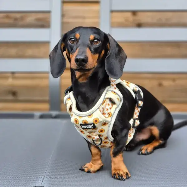 Hundegeschirr Trail Buddy | Sonnige Blüten