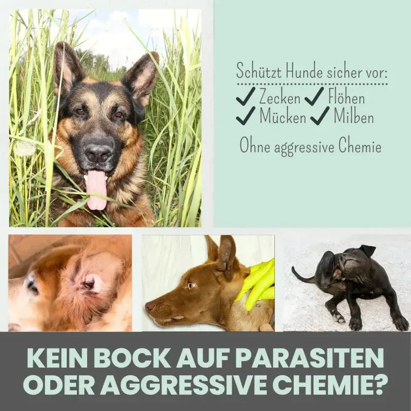 Zeckenspray für Hunde | Natürlicher Schutz mit Salidrin